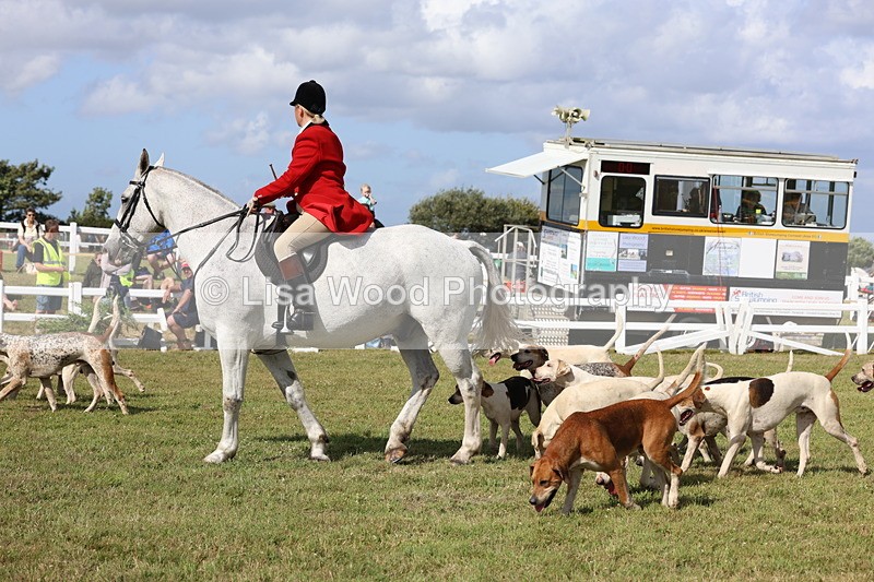 3E7A3428 - Parade of Hounds