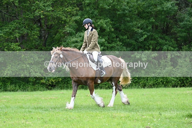 WJ7_4503 - Class 14B Prettiest Mare