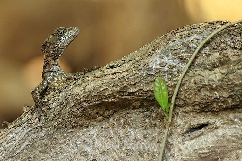 Brown Basilisk on tree root, Playa Cativo Lodge, Costa Rica - REPTILES & AMPHIBIANS