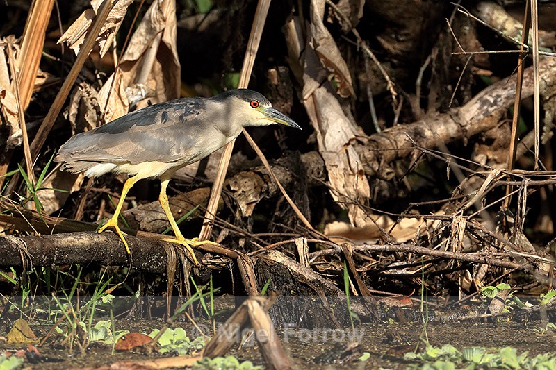 Black-crowned Night-Heron, Corkscrew Swamp, Florida - Black-crowned Night-Heron