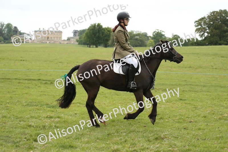 20250517-1027 - Class 21 - Novice Working Hunter