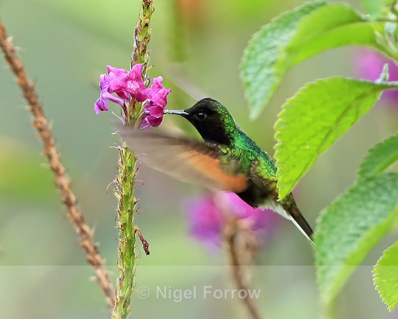 Black-bellied Hummingbird (male), Costa Rica - Black-bellied Hummingbird