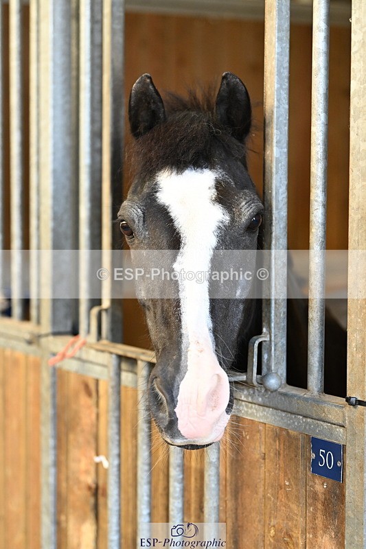 240809A-084844-00019 - Stable Shots