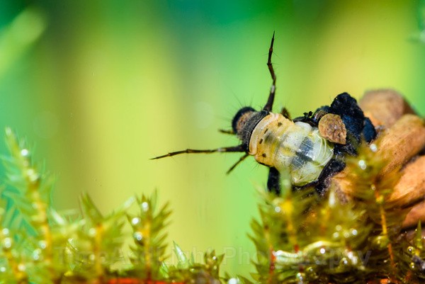 Caddis fly larva - Freshwater Life