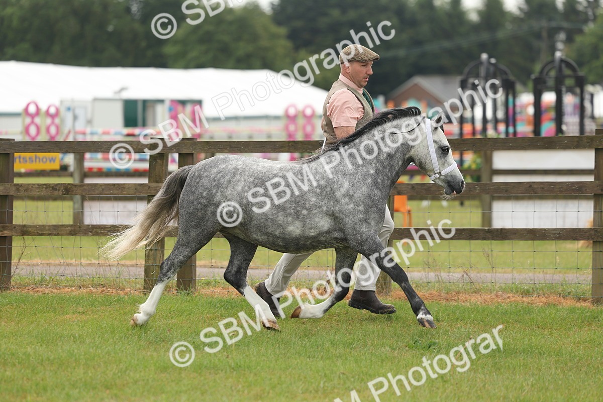 SBM_01332 - Class 50-57 - M&M Welsh Pony In Hand