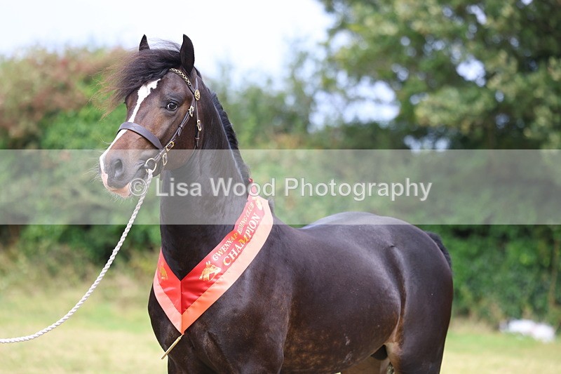 3E7A5771 - In Hand Championship