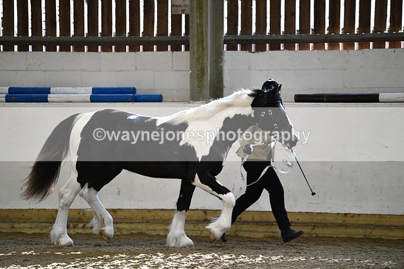 WJ5_3430 - Class 1 Youngstock