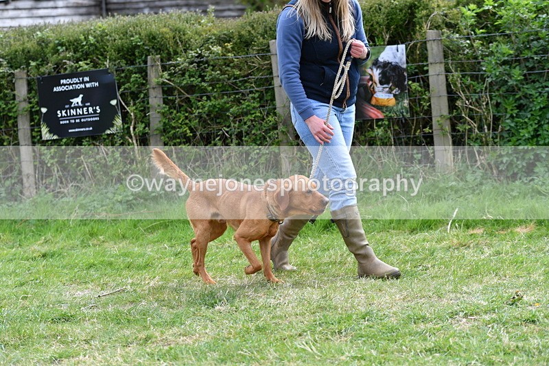 WJ5_9560 - Class 3 Most Handsome Dog