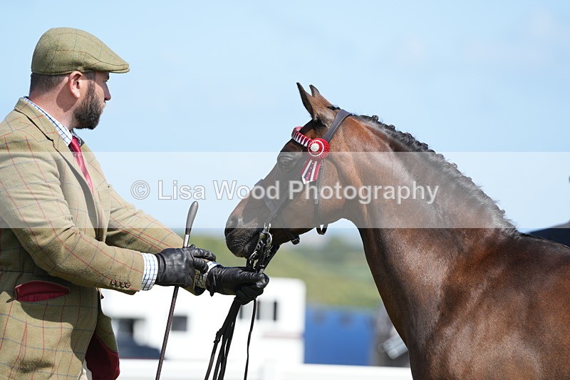 DSC07393 - Class 69: NPS Show Pony 4 years and over