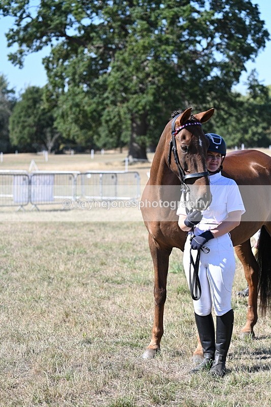 WJ7_1597 - Class 42 Most Handsome Gelding
