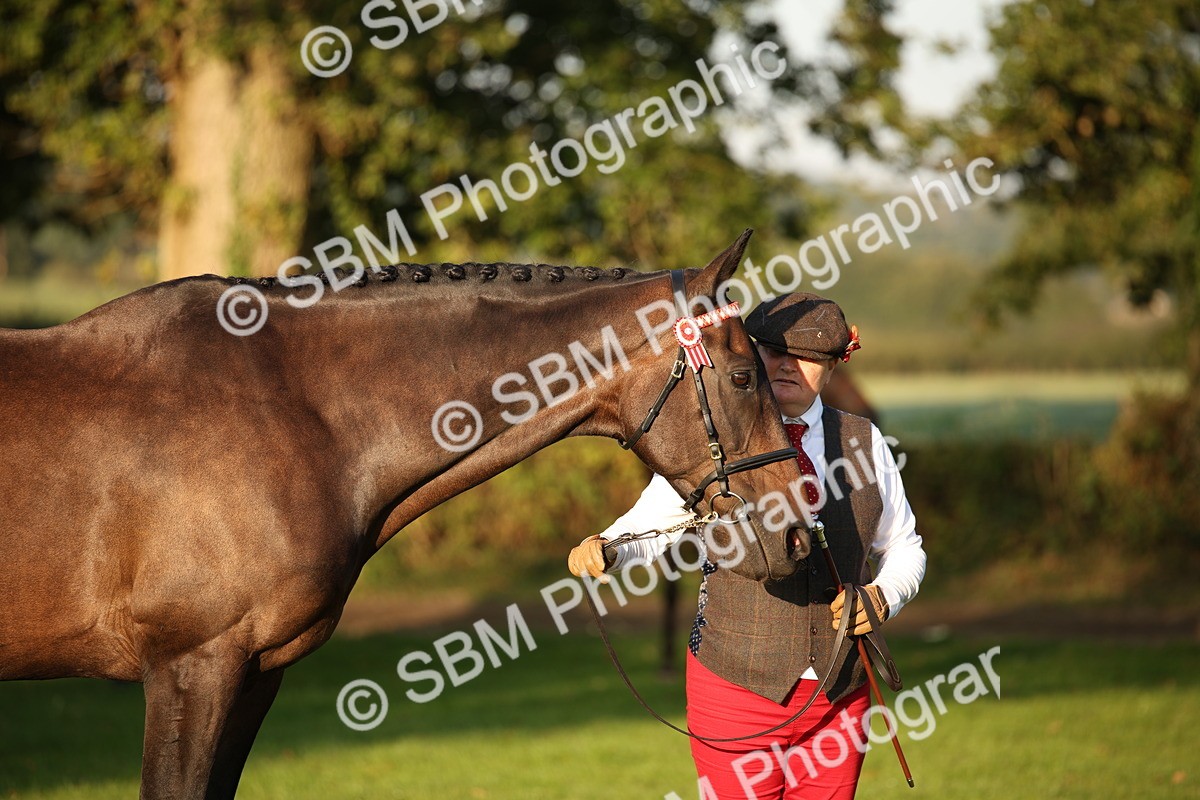 SBM_56897 - S49 - Riding Horse & Hack & Thoroughbred In Hand