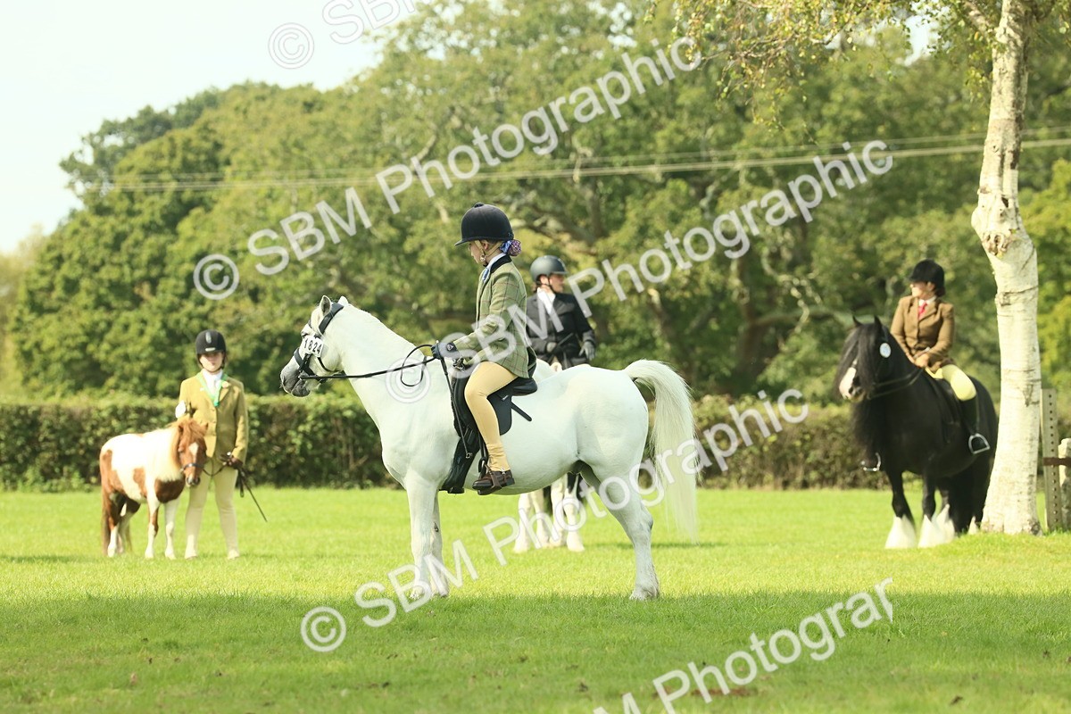 SBM_66499 - S34 - Rehabilitated Rescue Horse & Pony In Hand & Ridden