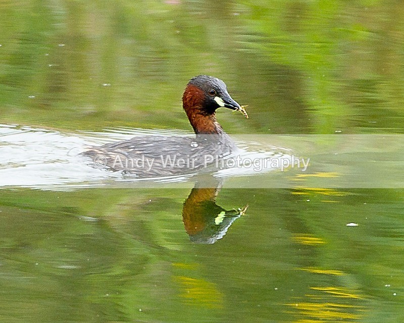 20110826-_MG_6564-501 - Little Grebe