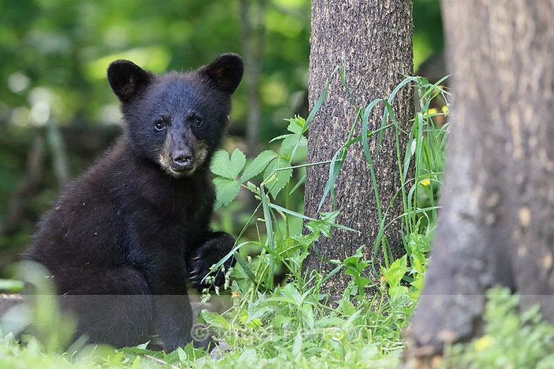 Black Bear cub paw raised, Minnesota, USA - American Black Bear