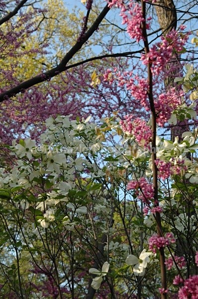  - Central Park Springtime