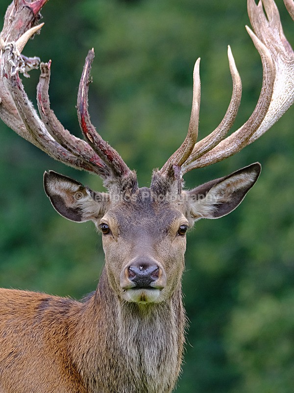  - Wildlife and Nature