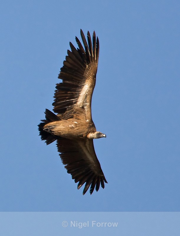 White-backed Vulture in flight - White-backed Vulture