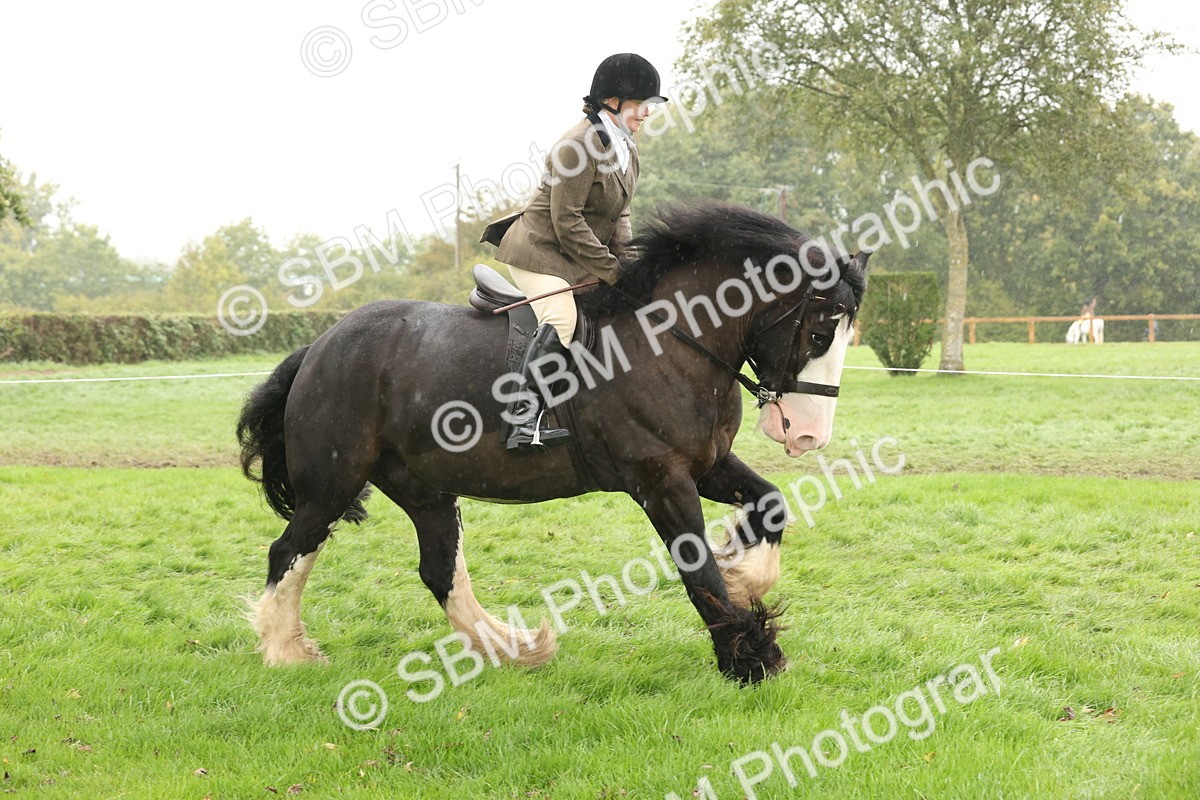 SBM_69804 - S69 - Show Cob Ridden