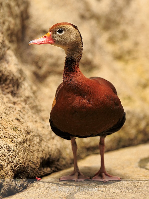 Black-bellied Whistling-duck at La Paz Waterfall Gardens - Black-bellied Whistling-duck