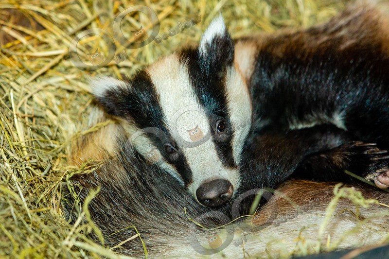 badger Meles meles-9134 - UK Wildlife