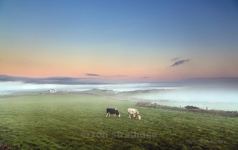 Cows above the Fog - Life on Man