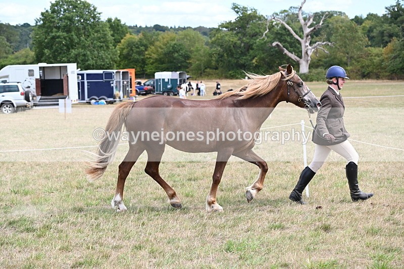WJ6_5918 - Class 19 In-hand Veterans (Uploaded correct folder)