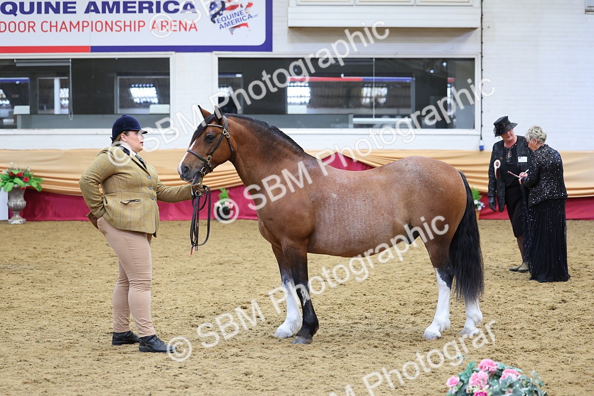 SBM_22761 - Class 903 - Supreme Final - IH Pre Vet