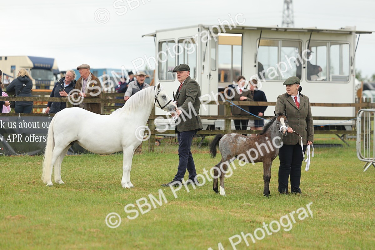 SBM_01462 - Class 50-57 - M&M Welsh Pony In Hand