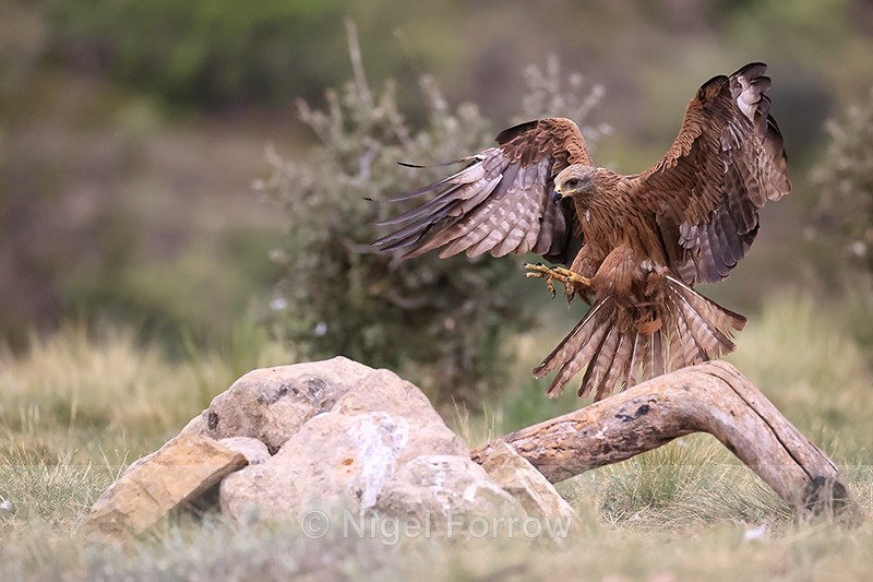 Black Kite slowing to land on rock, Catalonia, Spain - Black Kite