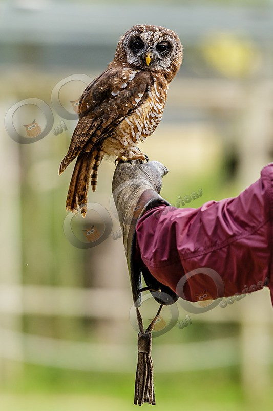 chaco owl Strix chacoensis 7825