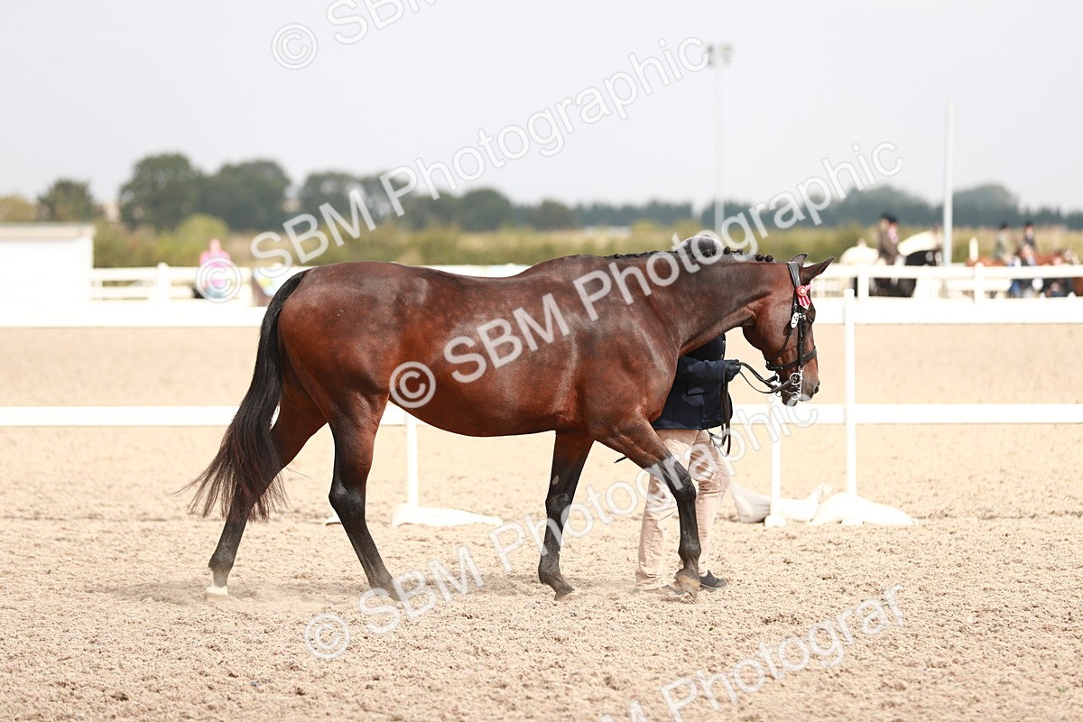SBM_13140 - Class 208 IH Veteran Horse