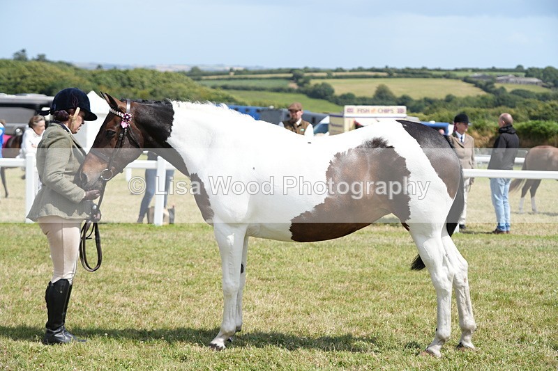 DSC07118 - Class 61: Coloured Horse 4yrs & Over
