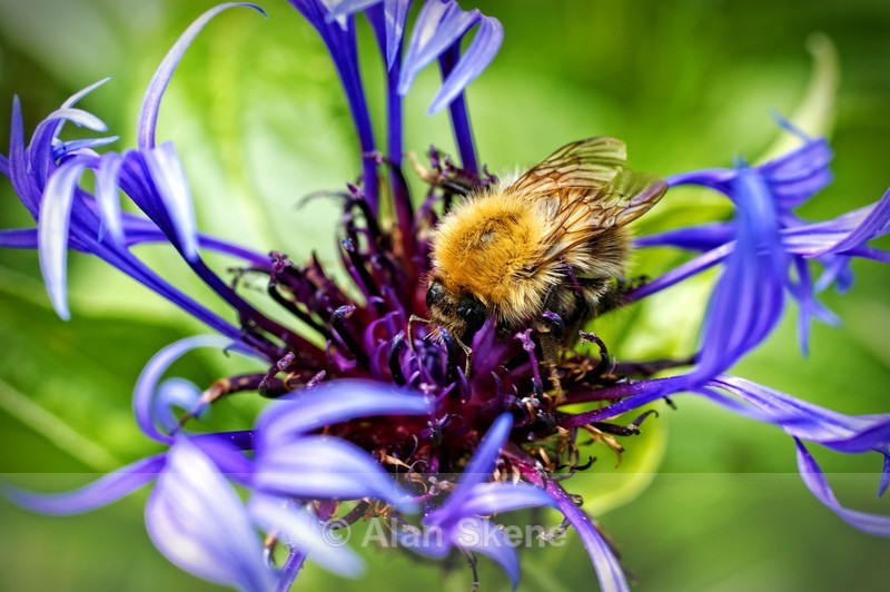 DSC05993 - Fauna