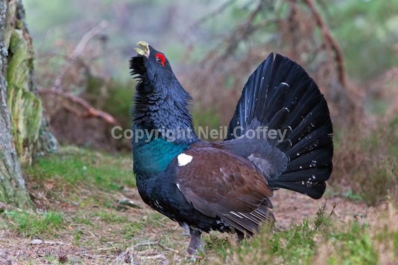 Capercaillie, Rothiemurchus Forest, Cairngorms - Wildlife