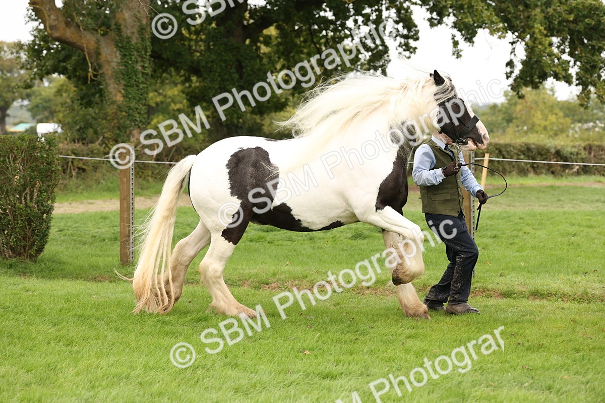 SBM_59285 - S57 - Traditional Cob In Hand