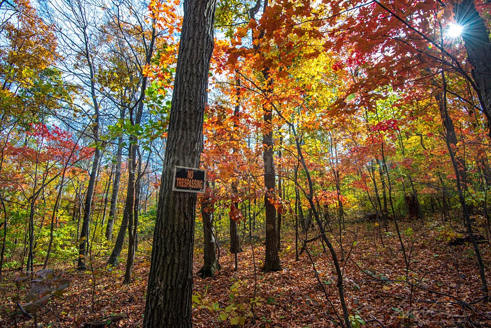 DSC_3204 - Trees