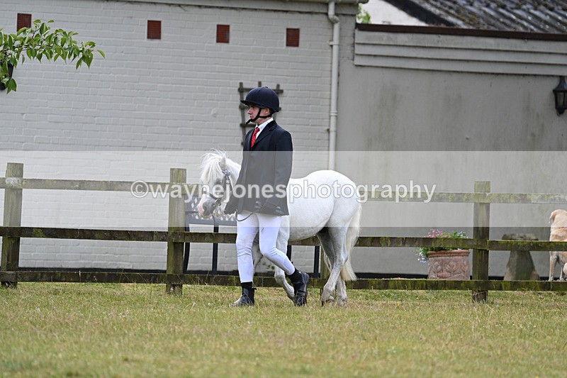 WJ7_6542 - Class 5 Handsome Gelding in hand
