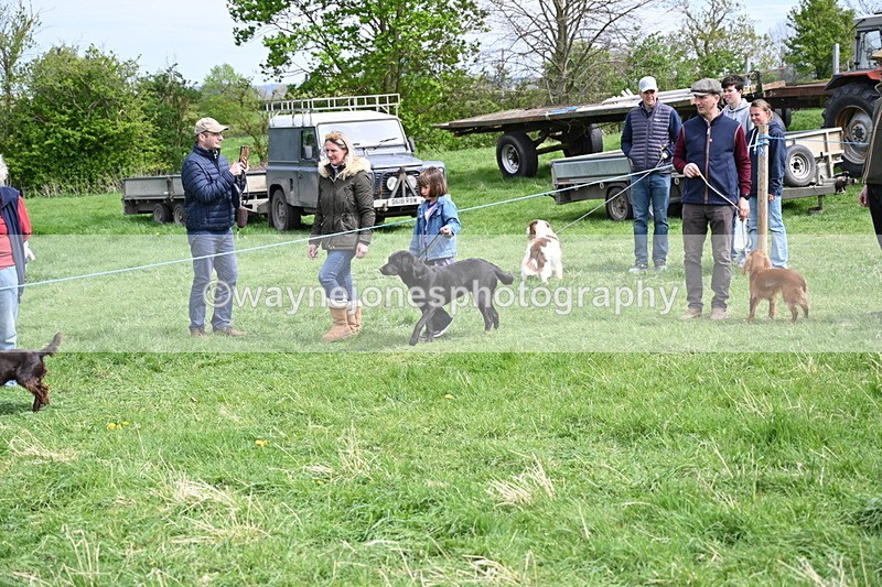 WJ6_8808 - Class 8 Best Working / Gun Dog or Bitch