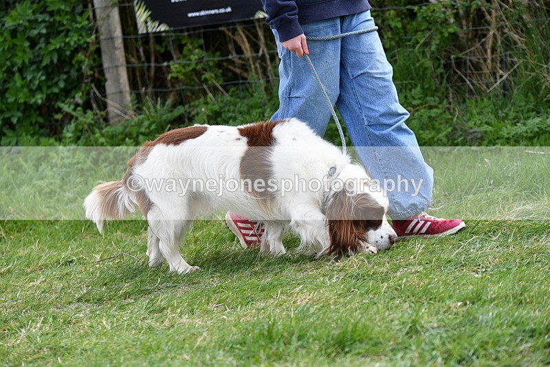 WJ5_9954 - Class 5 Best Veteran / 7 years & over