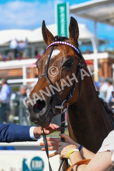 160623-Race 5-Harvanna-0626 - Race 5 4.10pm Juddmonte British EBF Fillies' Restricted Novice Stakes