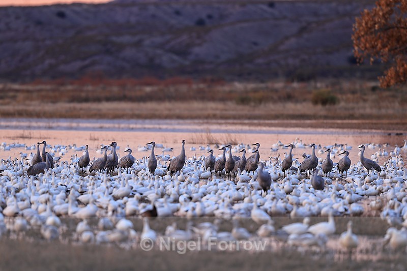 Sandhill Cranes among Snow Geese at dawn, Bosque del Apache - Sandhill Crane
