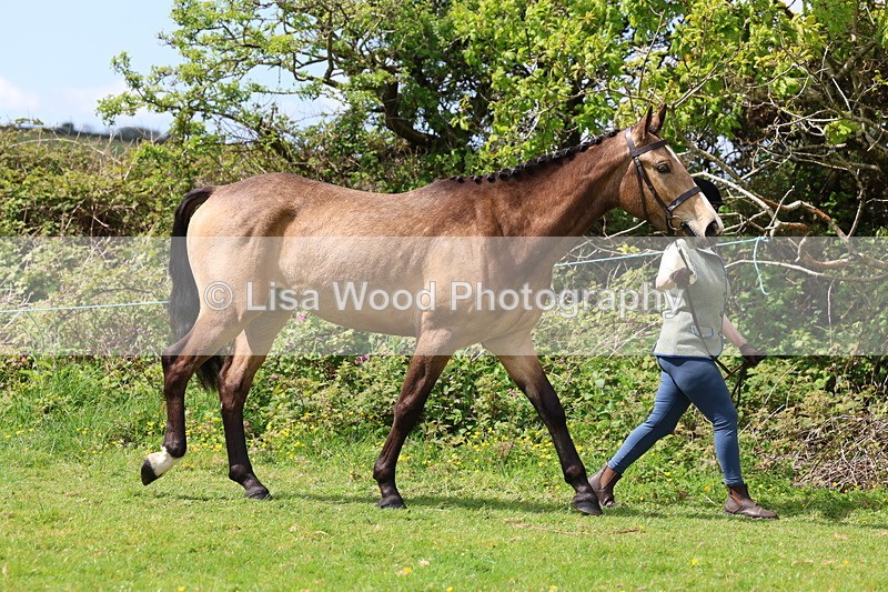 3E7A0428 - Class 20: Sports Horse