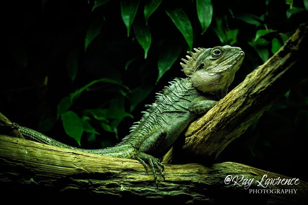 Agama Lizard - RLP_4500-1044 - Vulnerable and Beyond