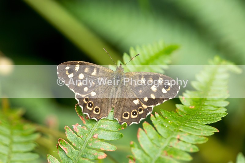 20160731-3K8A6080 - Butterflies & Moths