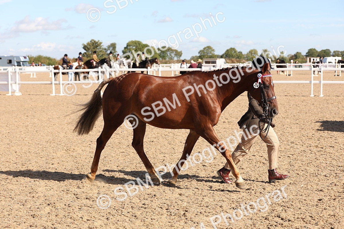 SBM_12829 - Class 205 - IH Show Pony - Show Hunter Pony