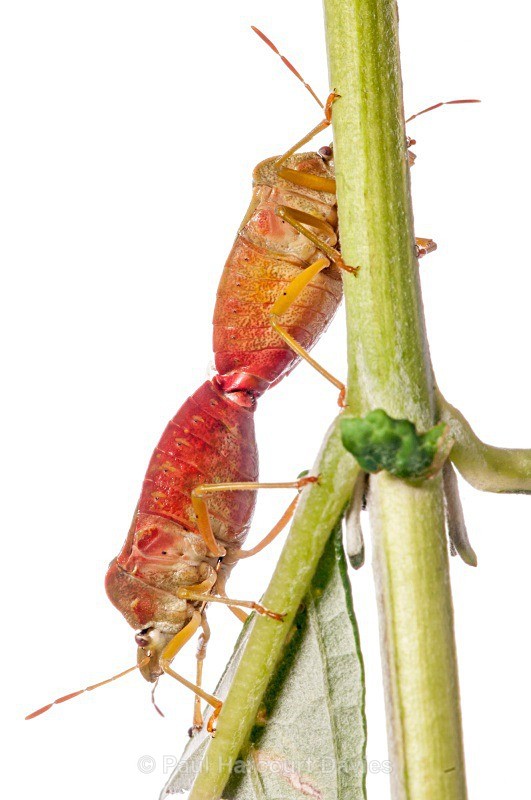 Green shield bug, ( Palomena prasina) mating pair - Small Creatures - WB