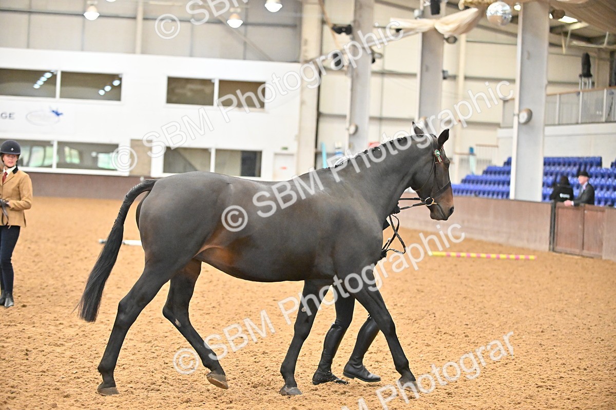 SBM_000092 - Class 4 - BSHA In Hand Show Cob