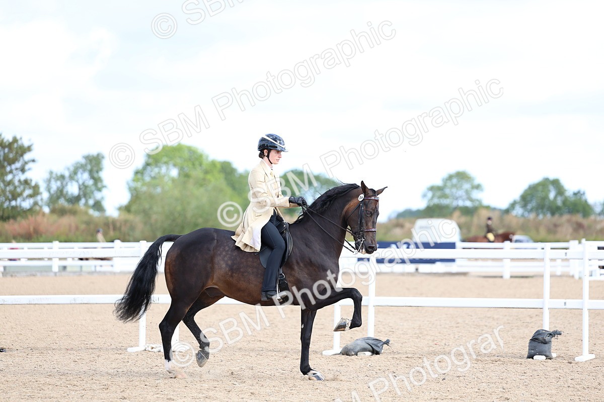 SBM_09183 - Class 303 - Ridden Pure Bred Horse Pony