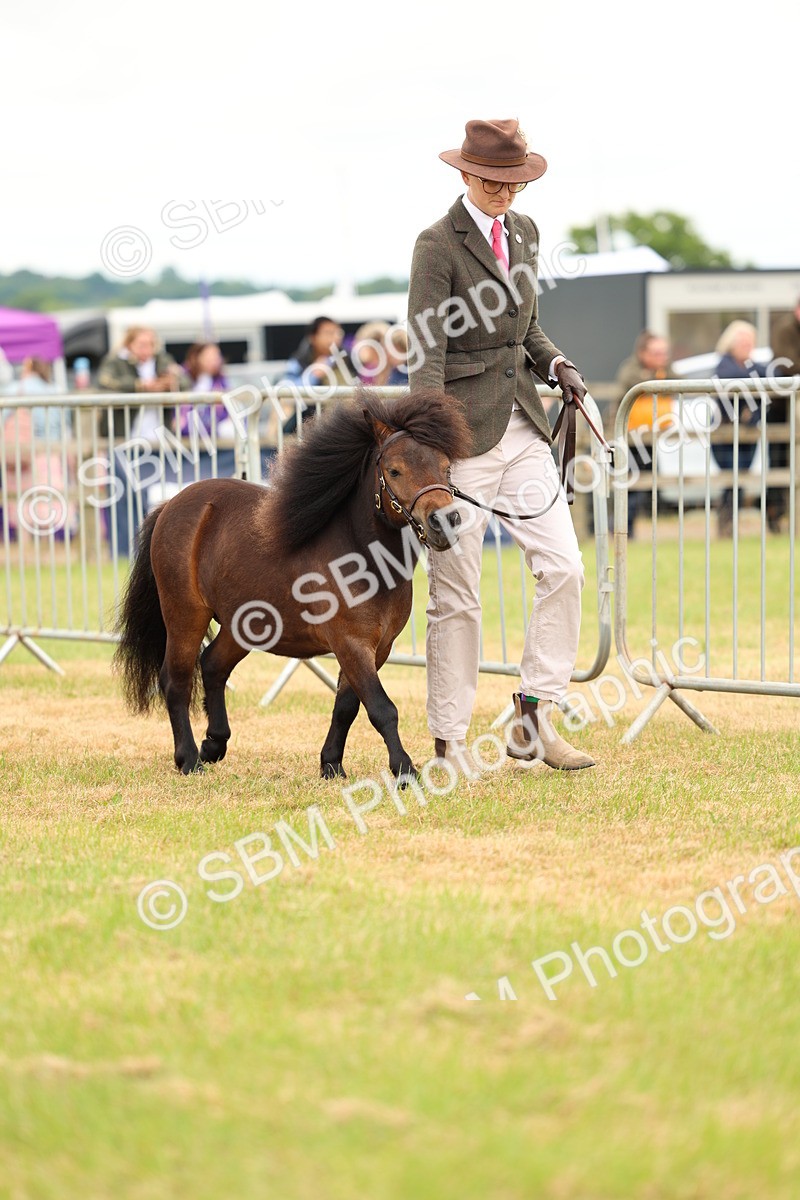 SBM_04427 - Class 64-67 - Shetland Pony In Hand