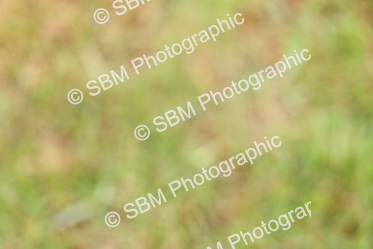 SBM_02849 - Class 9-11 Side Saddle including LIHS Rising Star Ladies Show Horse